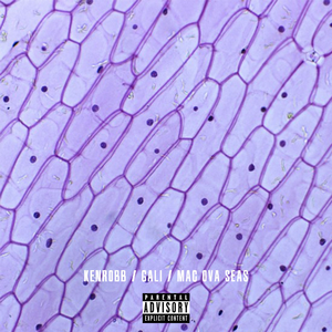 毛茸茸的大骚屄视频
